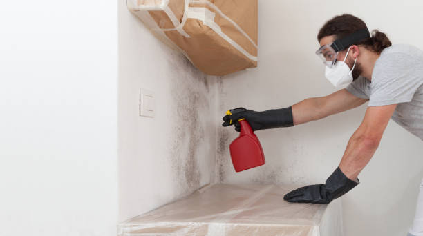 Professional Attic Mold Removal technician working in Riverton, IL