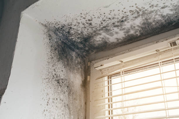 Affordable Basement Mold Removal solutions in Riverton, IL