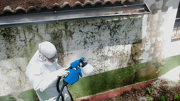 Trusted Mold Removal service in Riverton, IL - Cheap Mold Removal